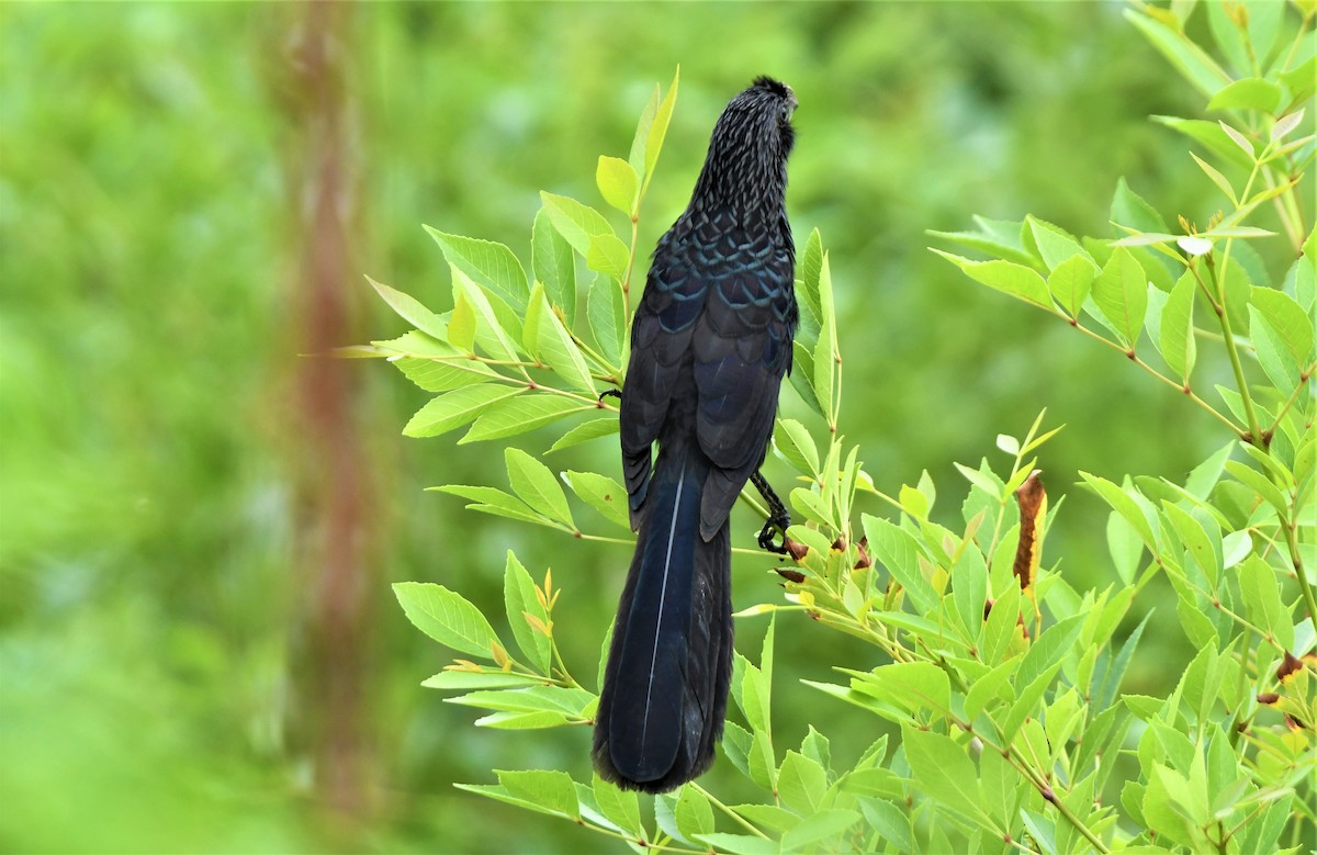 Groove-billed Ani - ML348573731