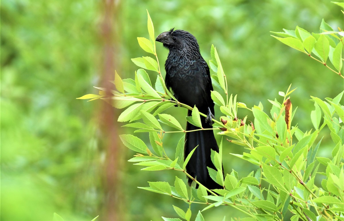 Groove-billed Ani - John Dreves