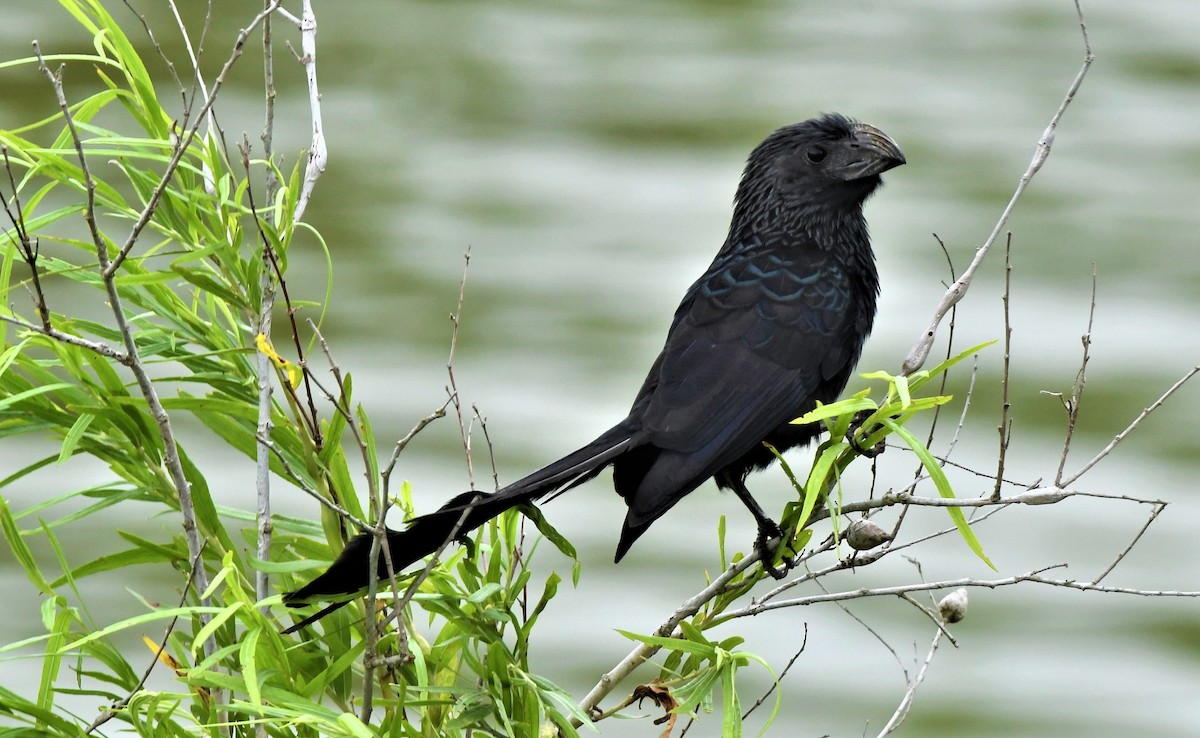Groove-billed Ani - ML348574031