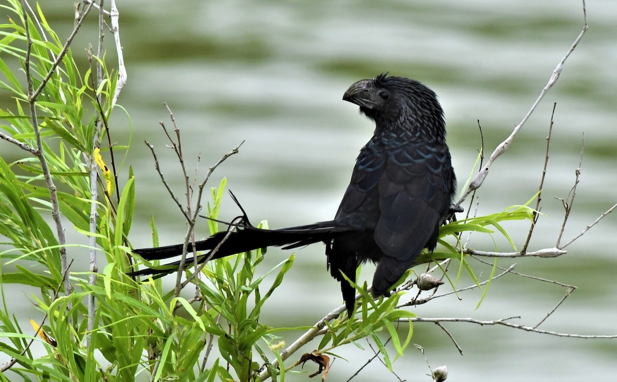 Groove-billed Ani - ML348574051