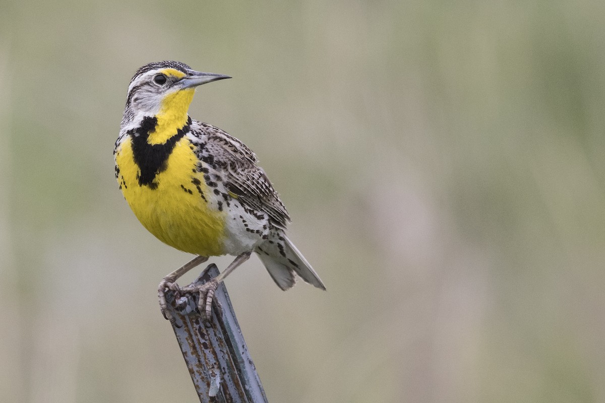 Western Meadowlark - ML348574391