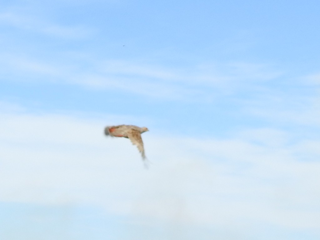 Gray Partridge - ML34857511