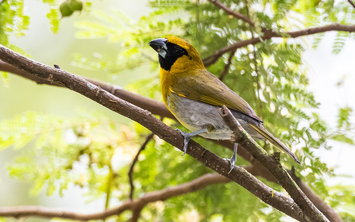 Black-faced Grosbeak - Blake Matheson