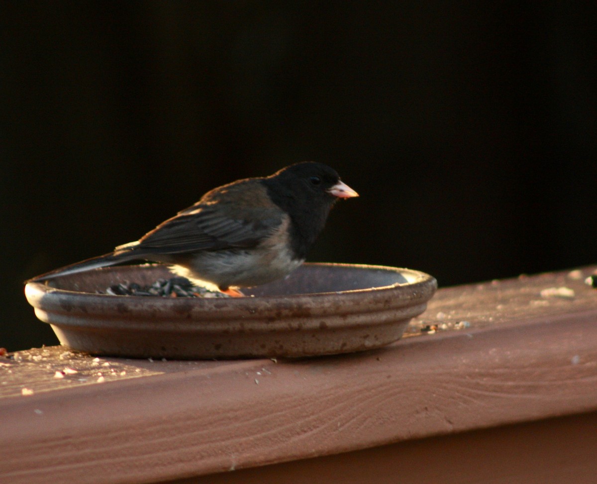 Dark-eyed Junco - Terrylee Harrington