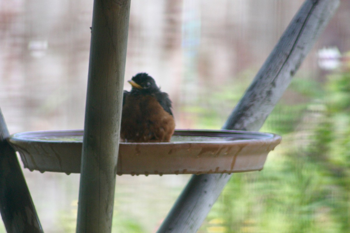 American Robin - ML348577801