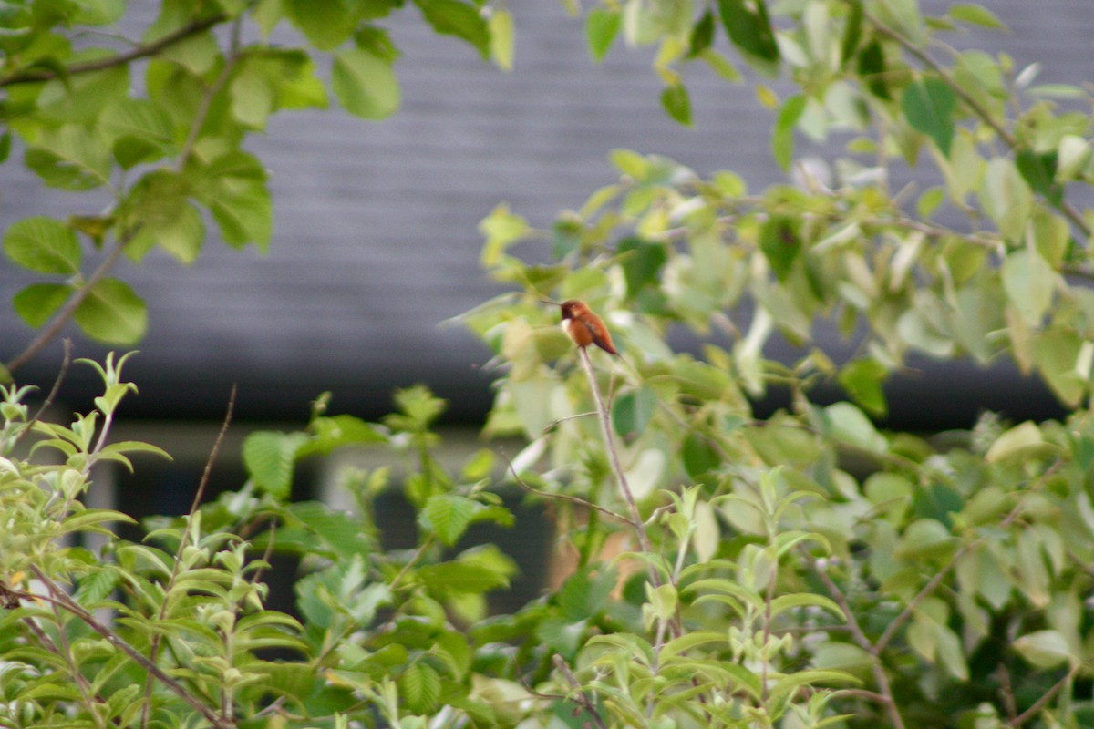 Rufous Hummingbird - Terrylee Harrington