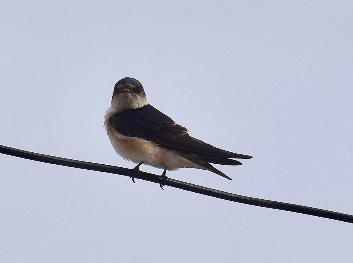 Golondrina Arborícola - ML348578651