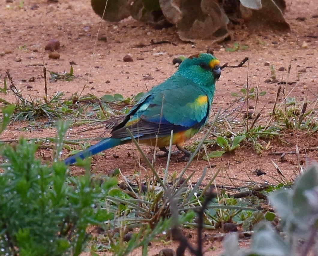 Perico Variado - ML348578731