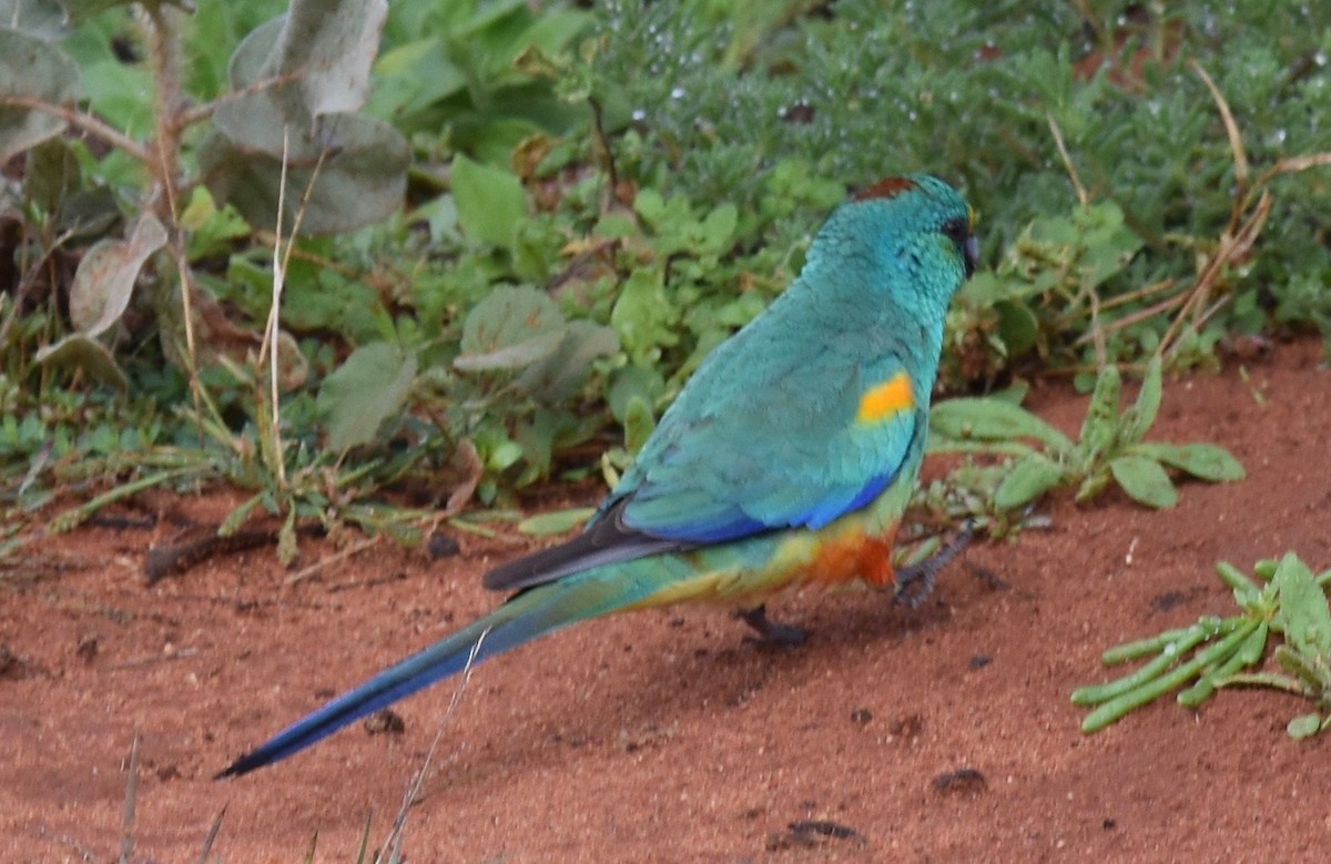 Mulga Parrot - ML348578811