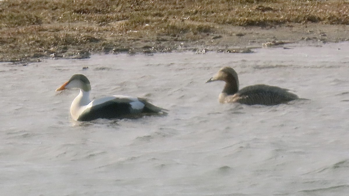 Common Eider - Nick Komar