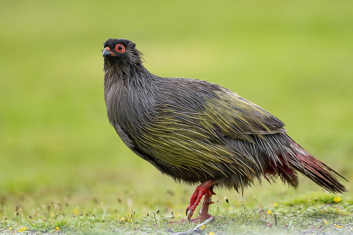 Blood Pheasant - ML348581021