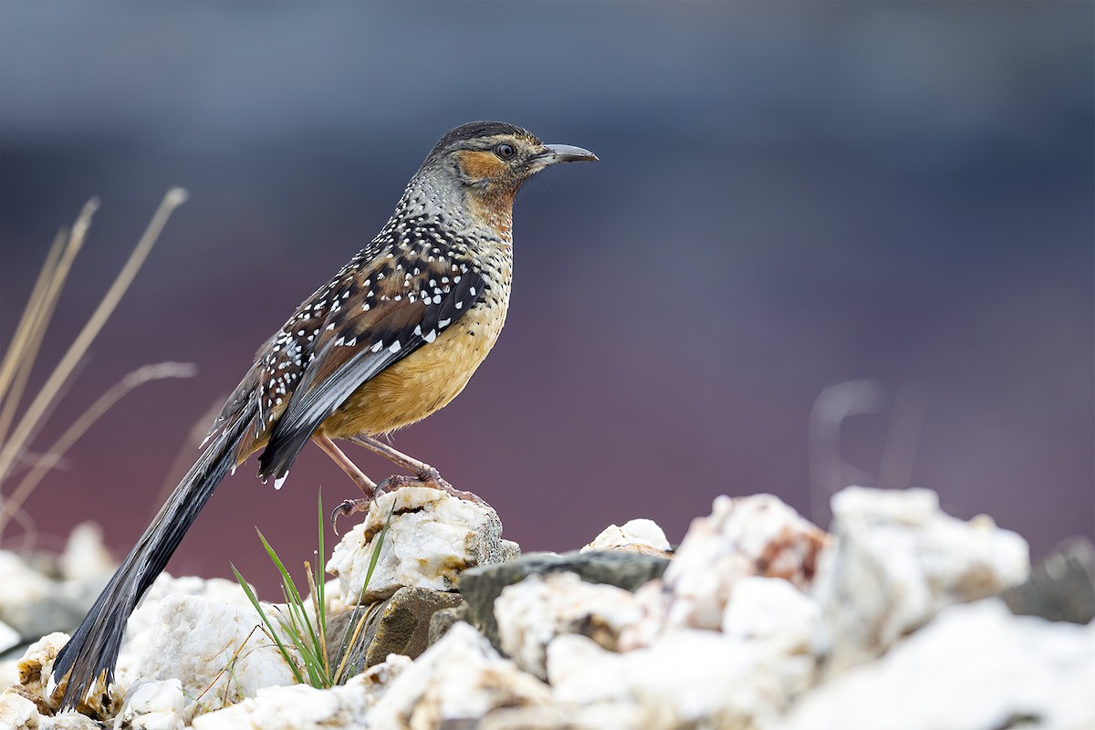 Giant Laughingthrush - Su Li