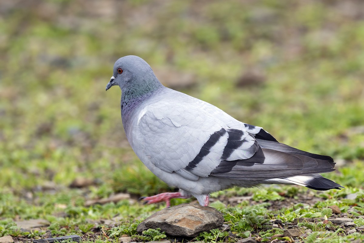 Pigeon des rochers - ML348581531