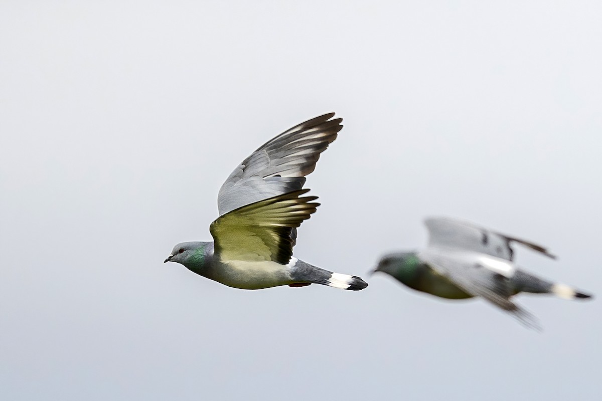 Pigeon des rochers - ML348581541