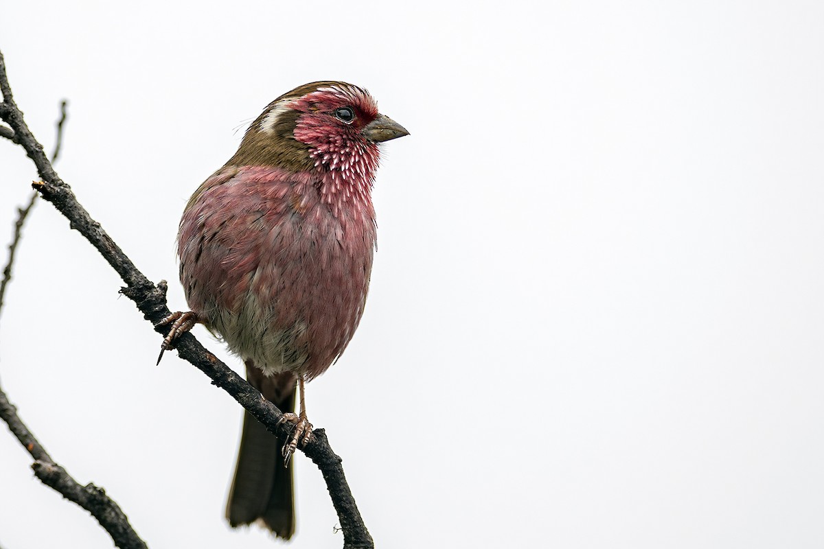 Chinese White-browed Rosefinch - Su Li