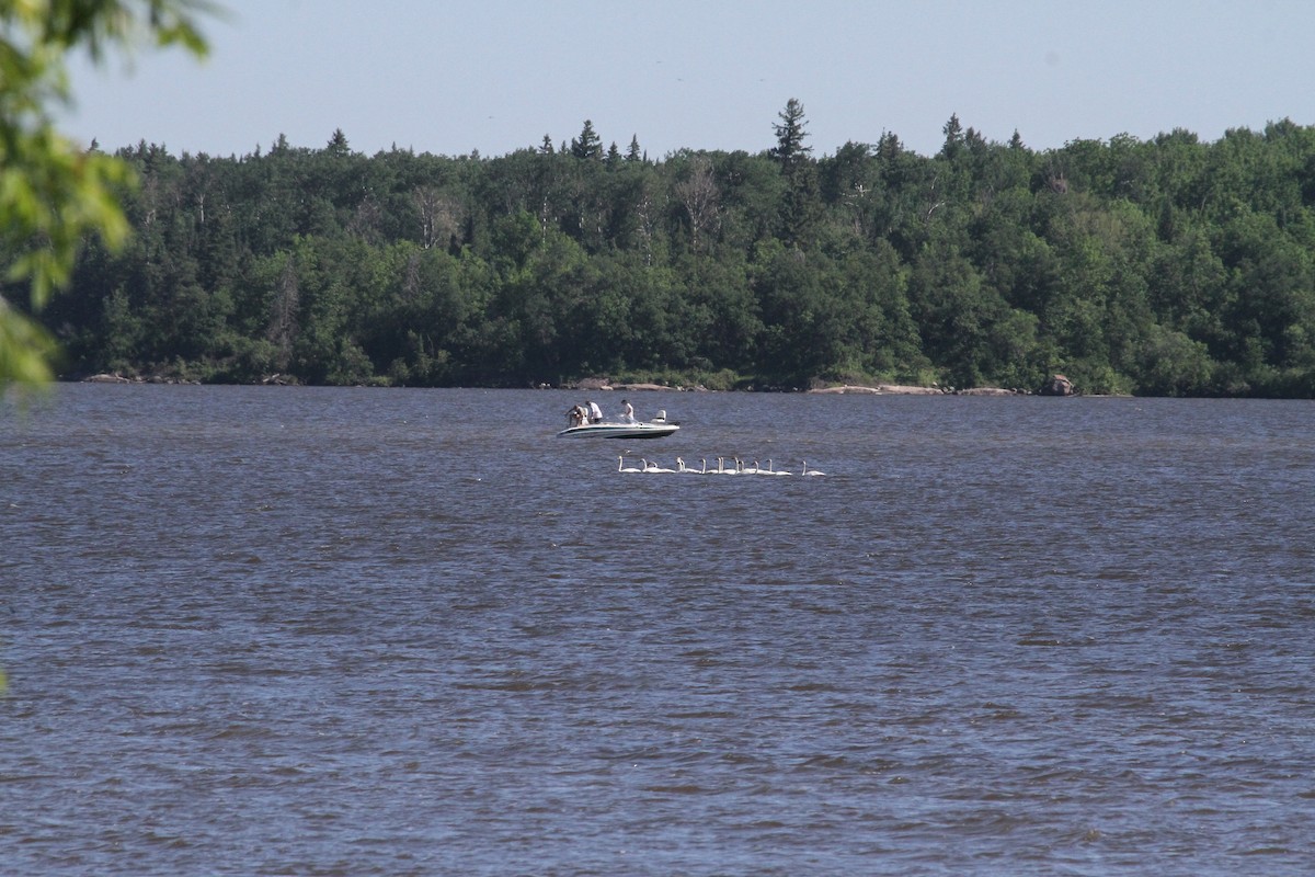 Trumpeter Swan - ML348584191