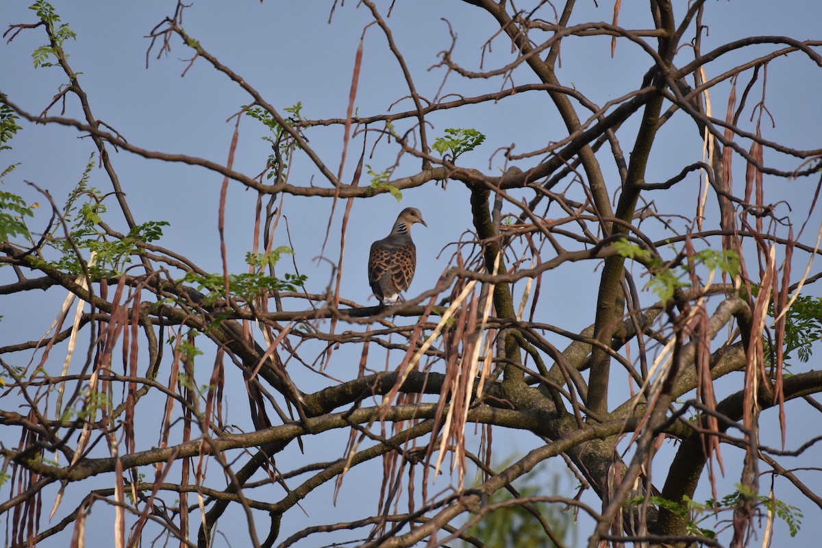 珠頸斑鳩 - ML348585241