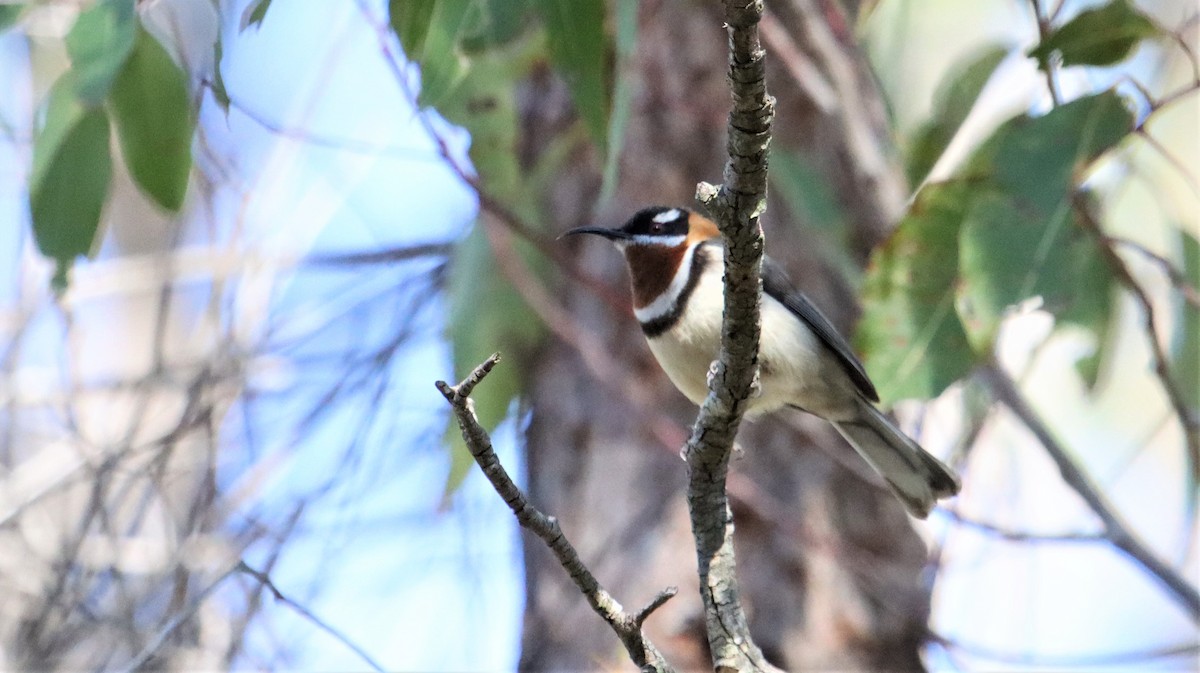 Western Spinebill - Craig Lumsden