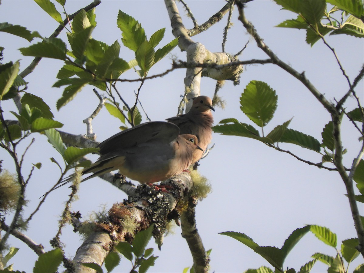 Mourning Dove - ML348586681