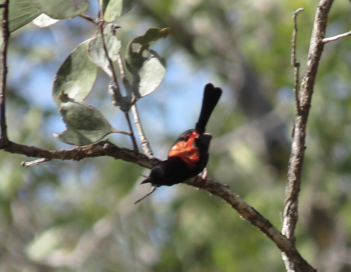 Red-backed Fairywren - ML348587921