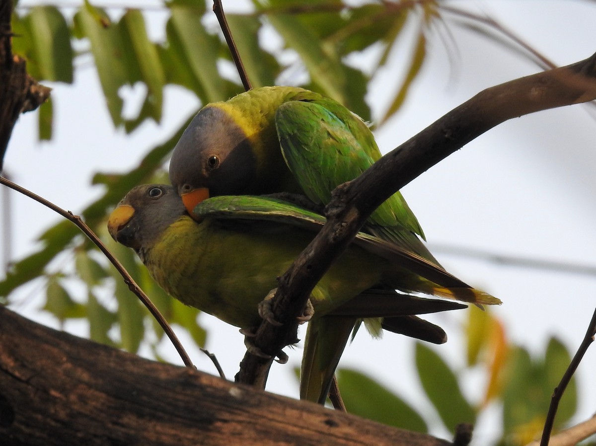 コセイインコ - ML348588271