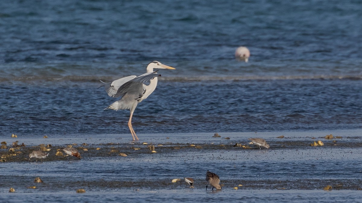 Gray Heron (Mauritanian) - ML348589531