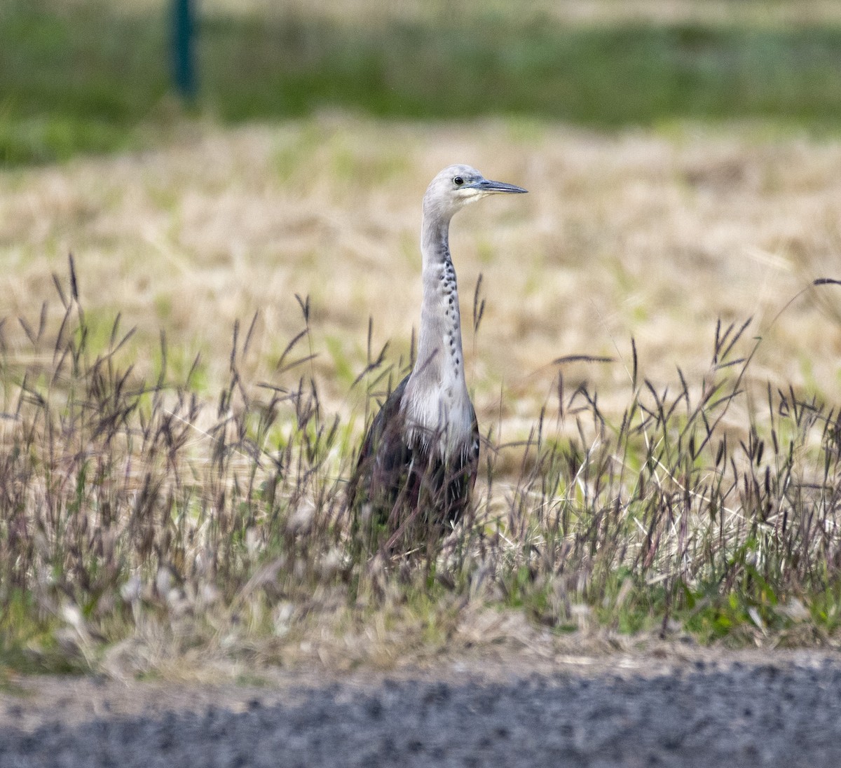 Pacific Heron - ML348590351