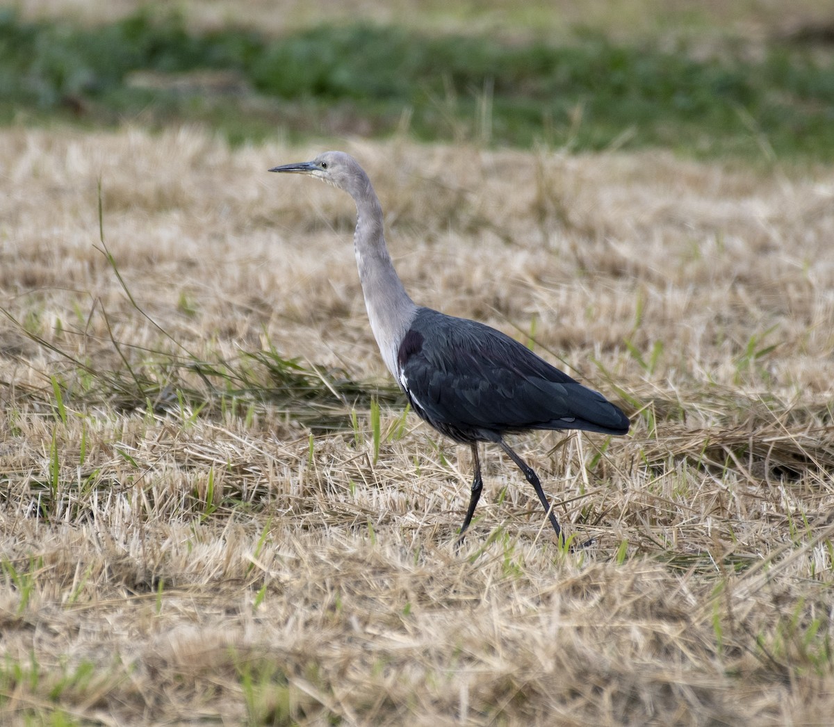 Pacific Heron - ML348590401