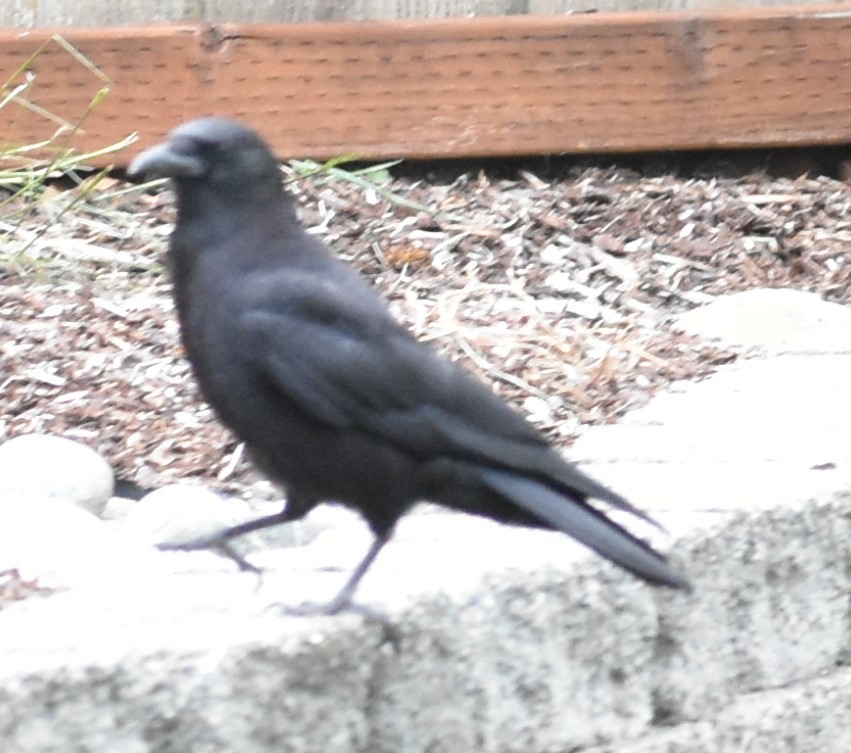 American Crow - Sally Anderson