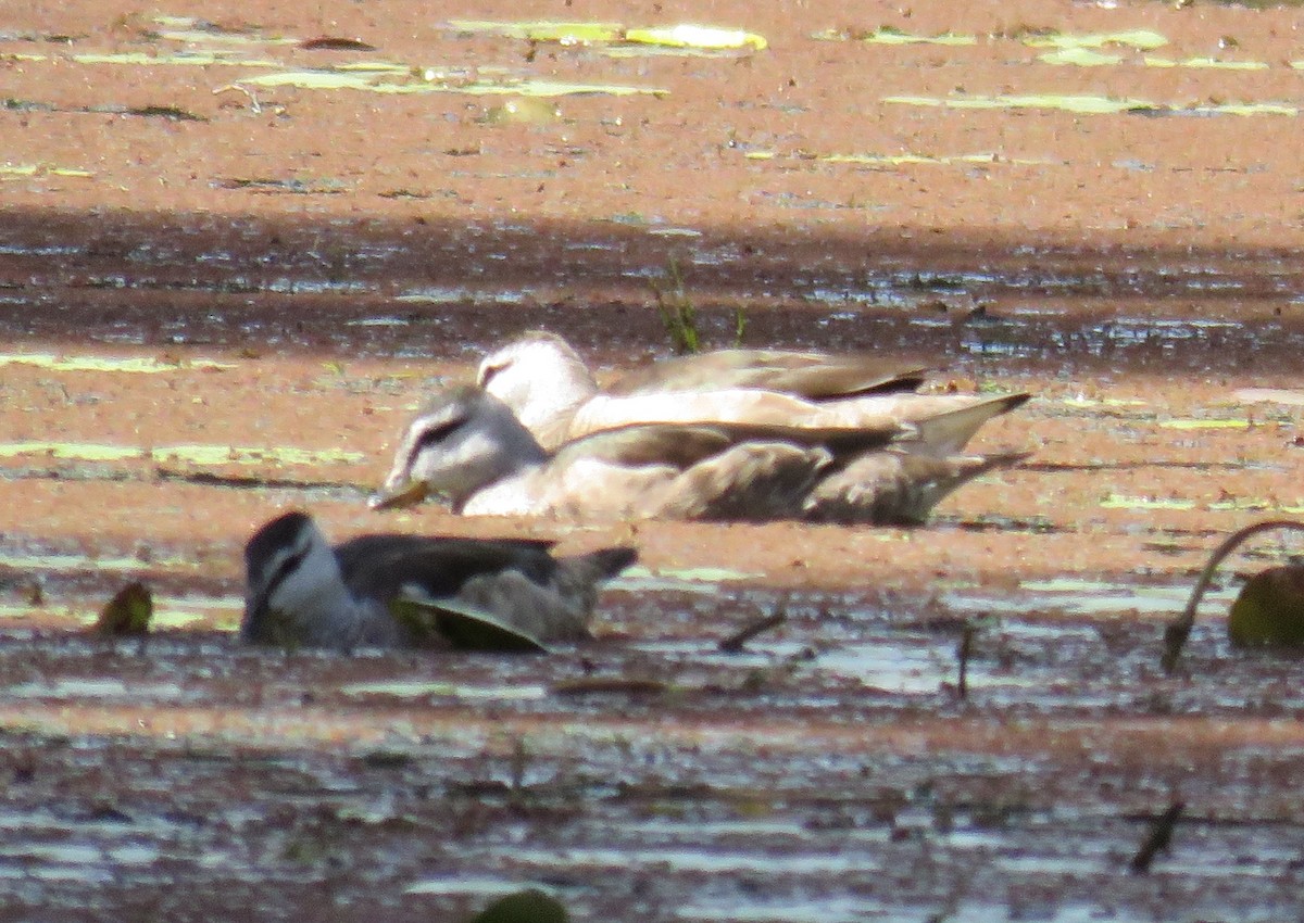 Cotton Pygmy-Goose - Alan Coates