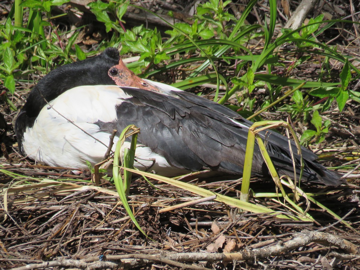 Magpie Goose - ML348592911