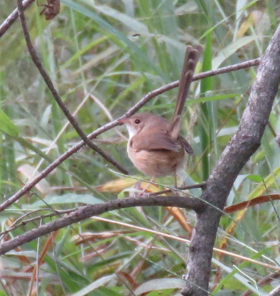 Red-backed Fairywren - ML348592981