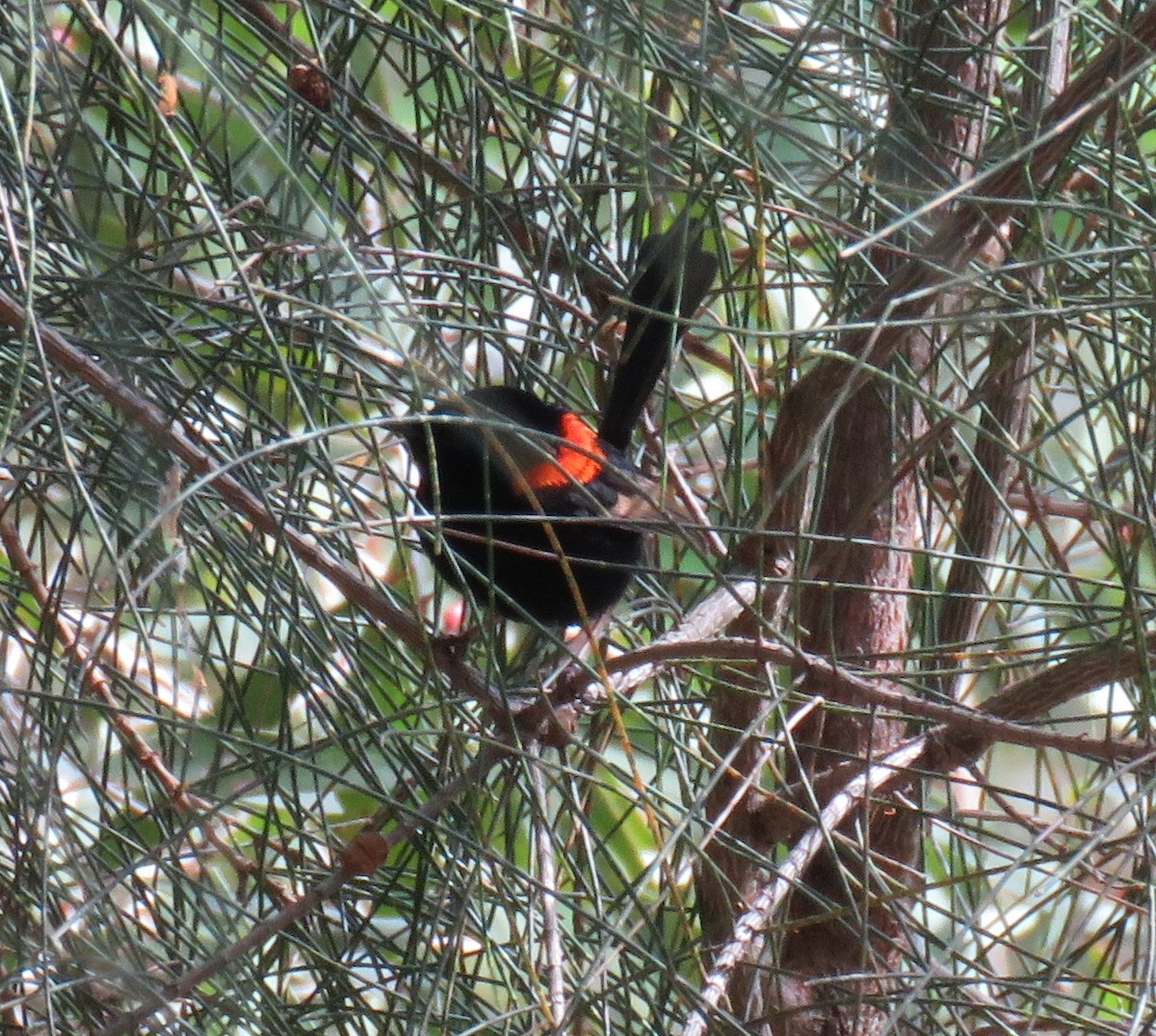 Red-backed Fairywren - ML348593021