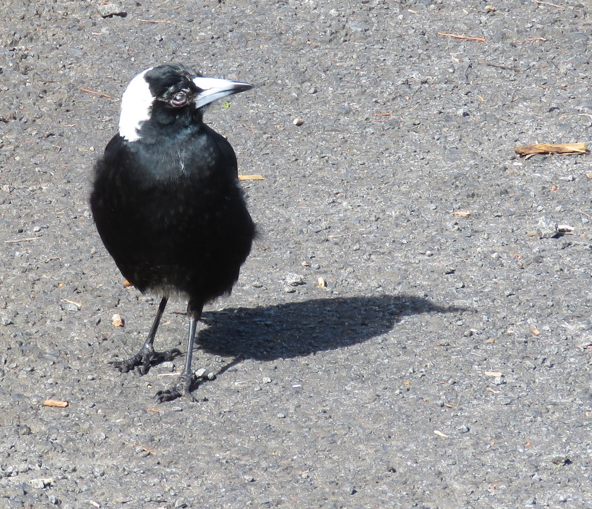 Australian Magpie (Black-backed) - ML348593071