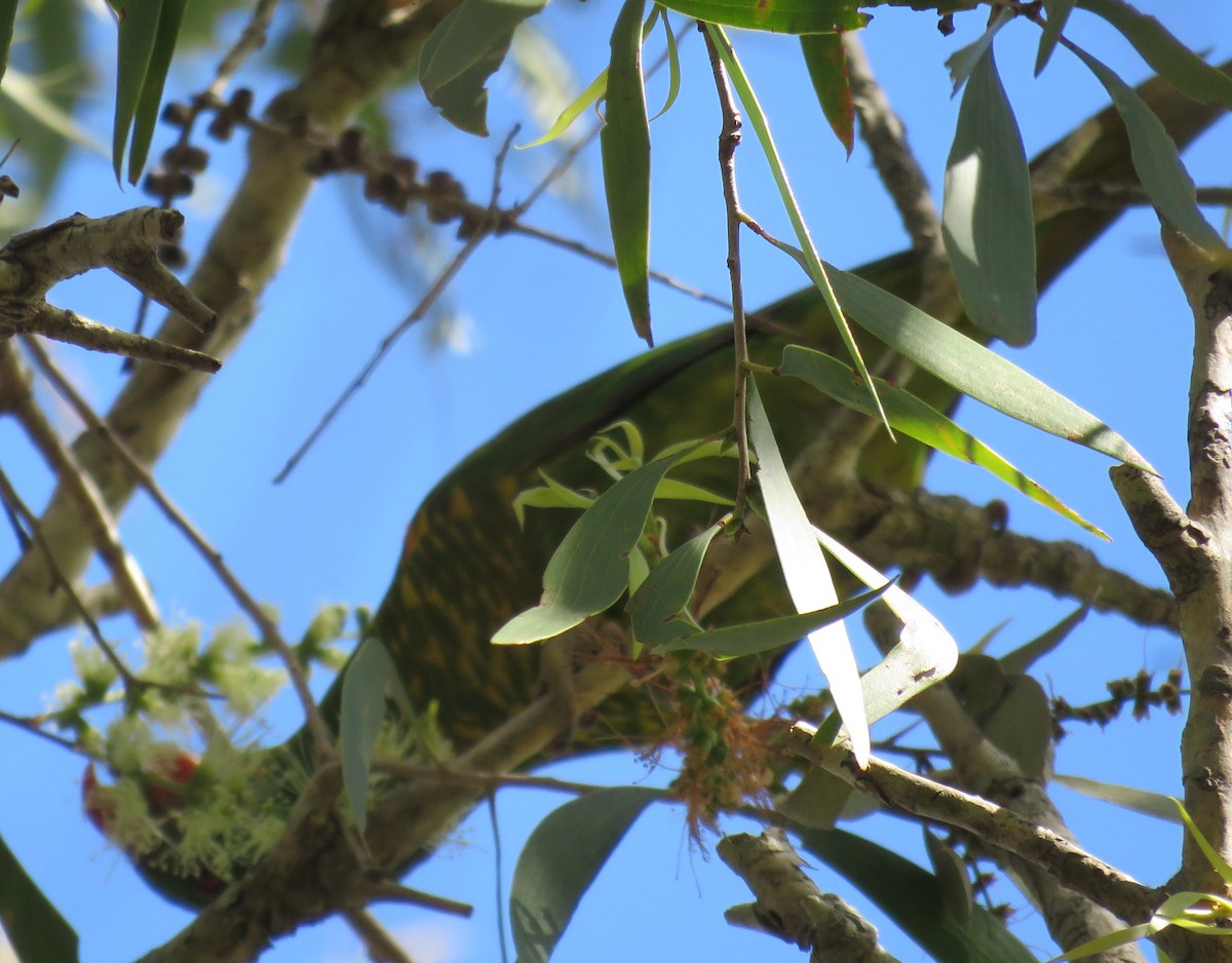 Scaly-breasted Lorikeet - ML348593081