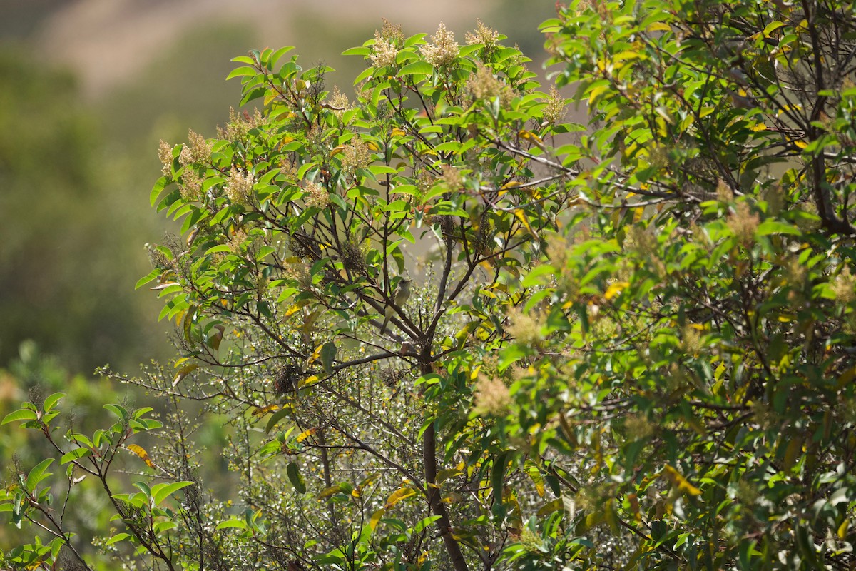 Willow Flycatcher - ML348594151