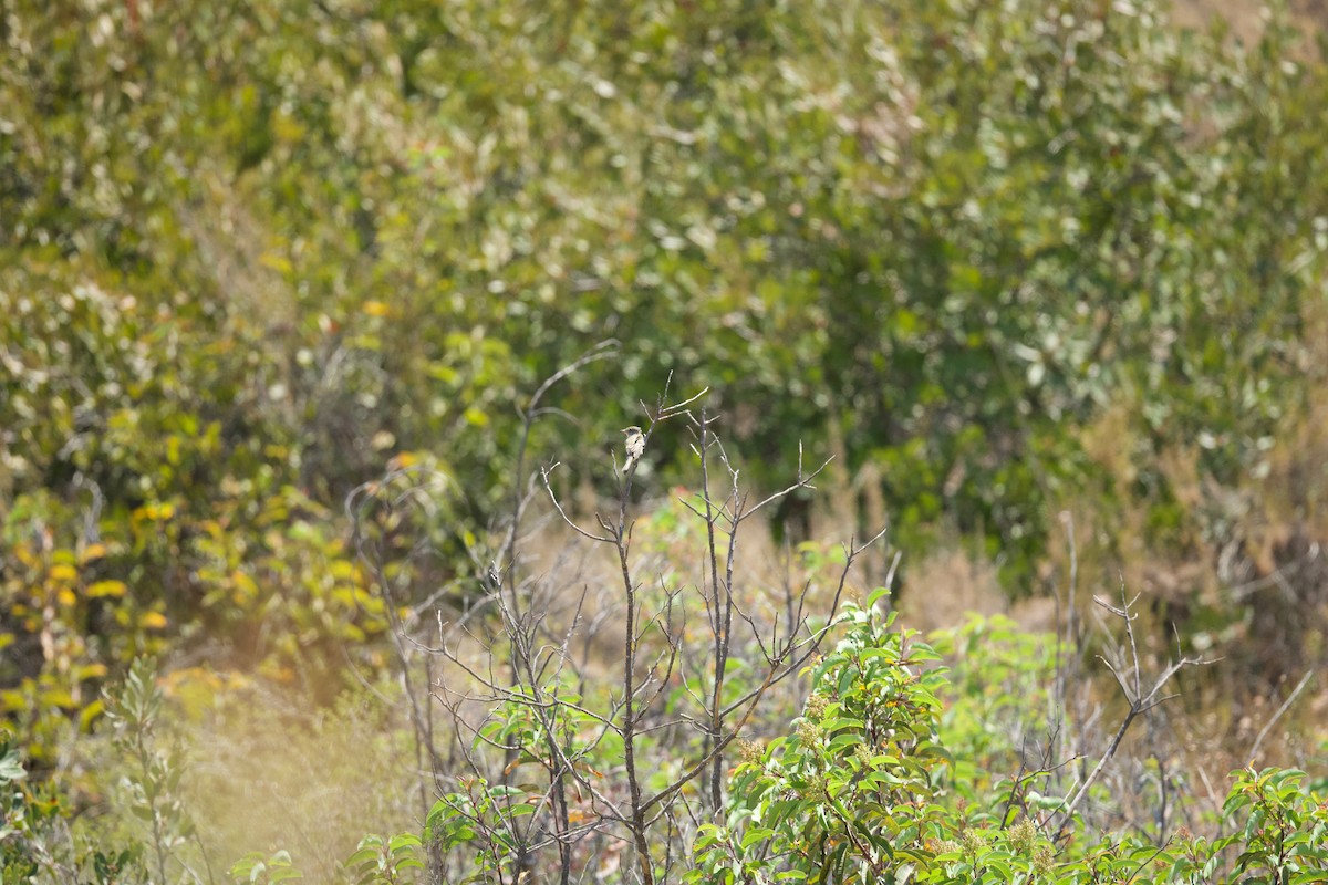 Willow Flycatcher - John Dumlao