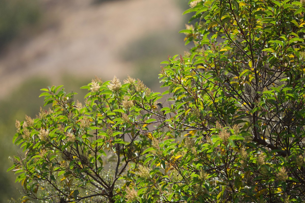 Willow Flycatcher - ML348594181