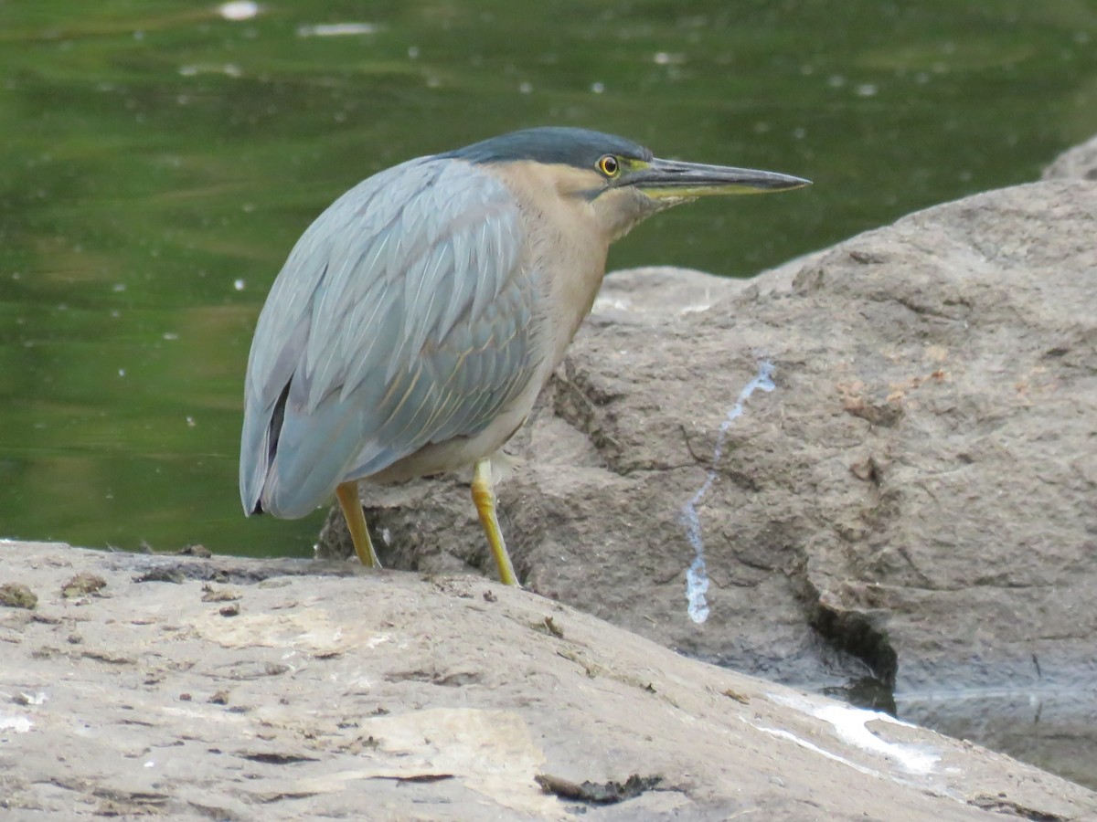 Striated Heron - ML348594441