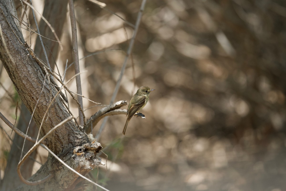 Western Flycatcher (Pacific-slope) - ML348594521