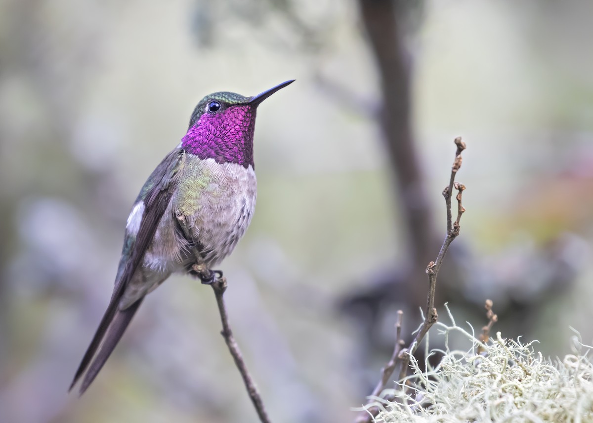 Amethyst Woodstar - Caio Brito | Brazil Birding Experts