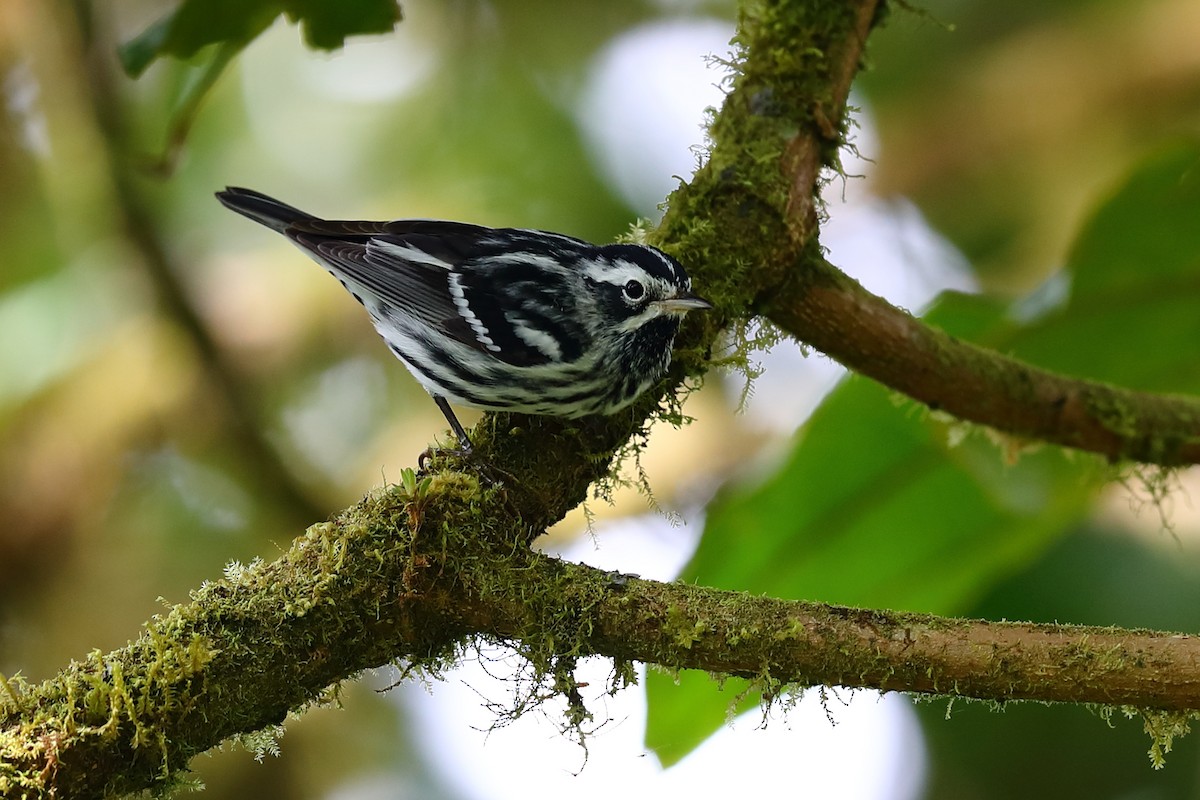 Black-and-white Warbler - ML348596291
