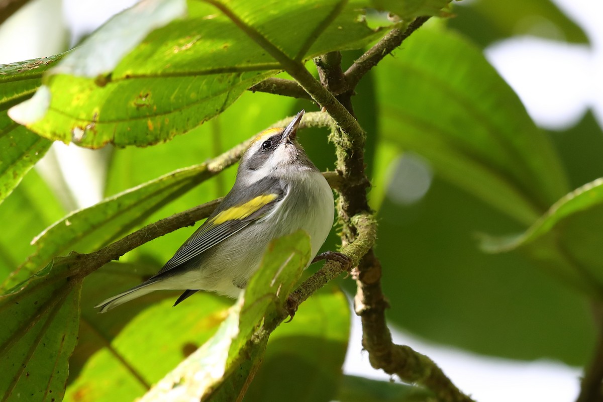 Golden-winged Warbler - Josef Widmer