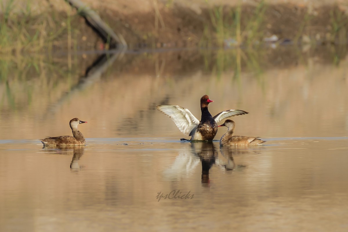 Red-crested Pochard - ML348596881