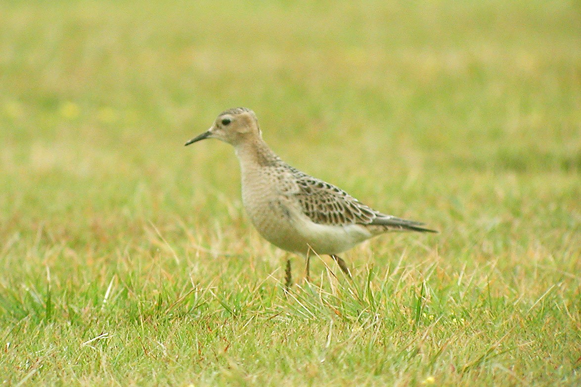 Buff-breasted Sandpiper - ML348598321