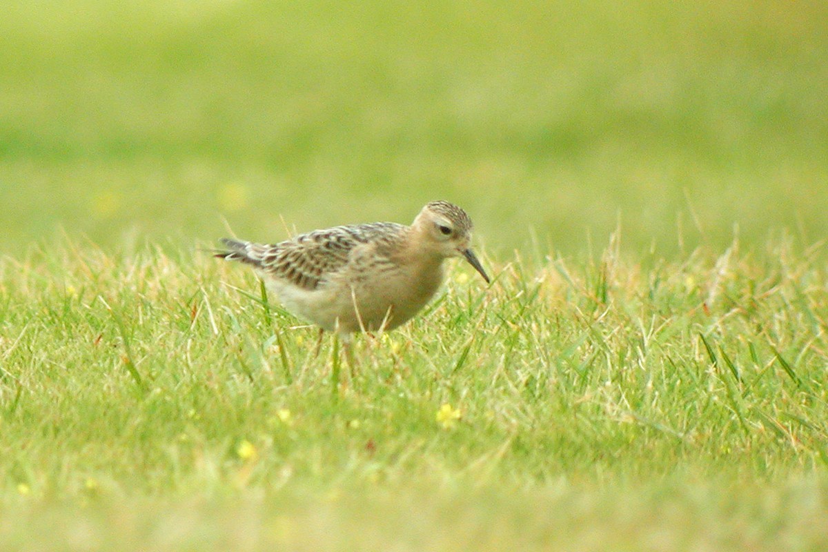 Buff-breasted Sandpiper - Dave Curtis