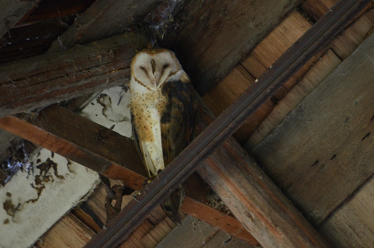 American Barn Owl (American) - Carol Riddell