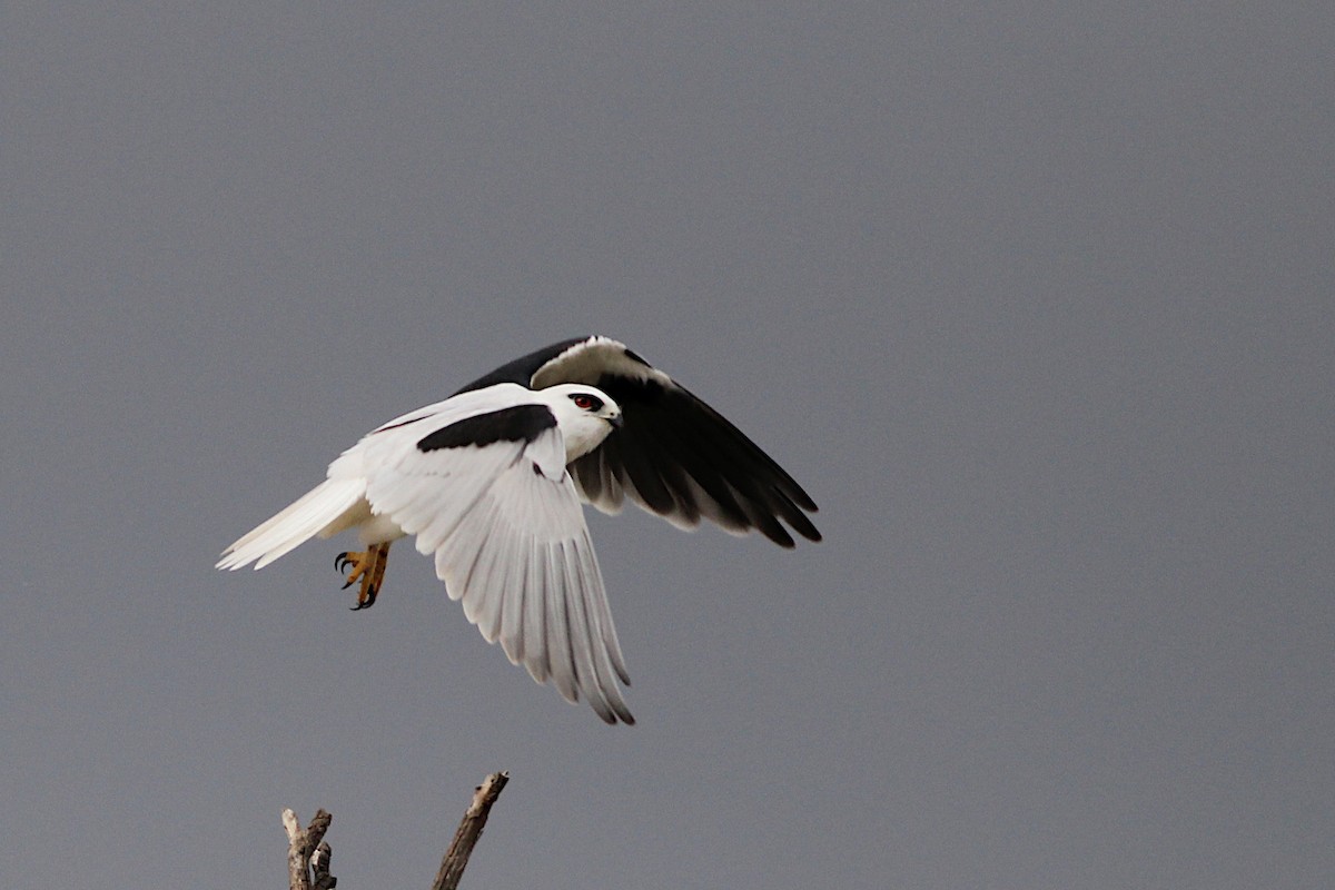 Black-shouldered Kite - ML348599251