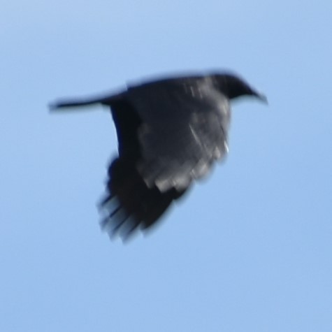 American Crow - ML348599741