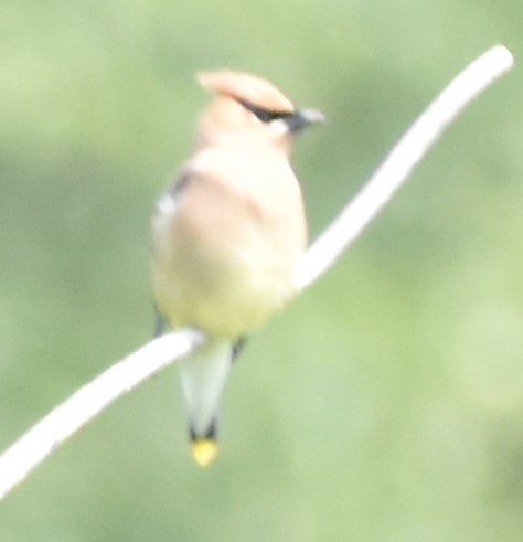 Cedar Waxwing - ML348599861